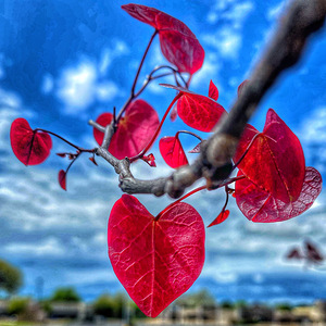 Signs of Spring- Red bud bloom