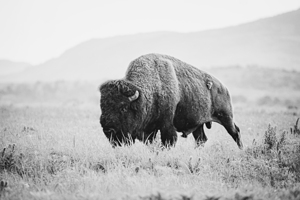 Prairie Bison - Black and White