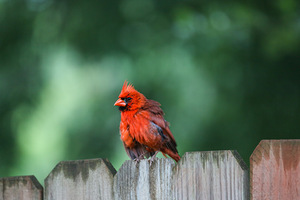 Boomer the Cardinal
