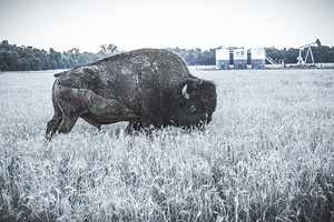 Grazing Bison-blue gray
