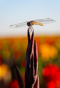 Canna Dragonfly