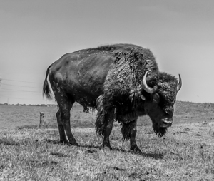 Lone Bison 