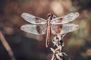 Dragonfly Summer