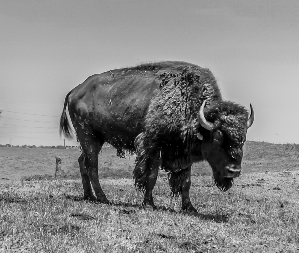 Lone Bison  Print