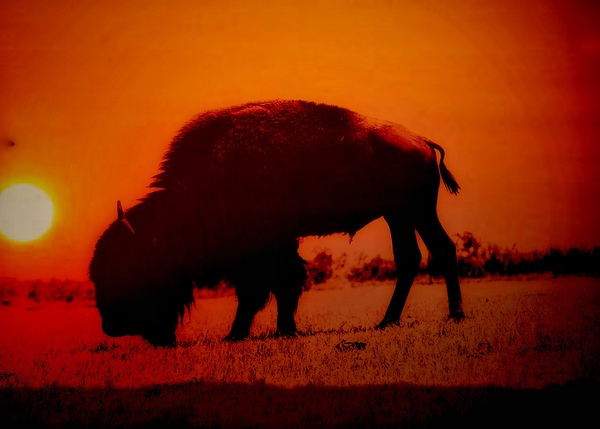 Orange Bison Sunset Print