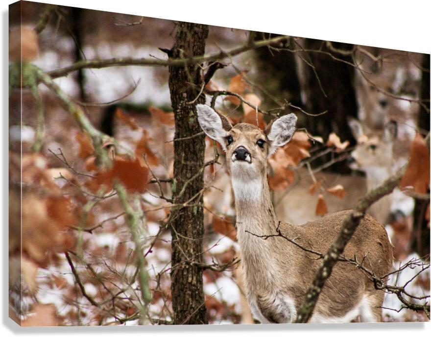 Winter doe Canvas Print