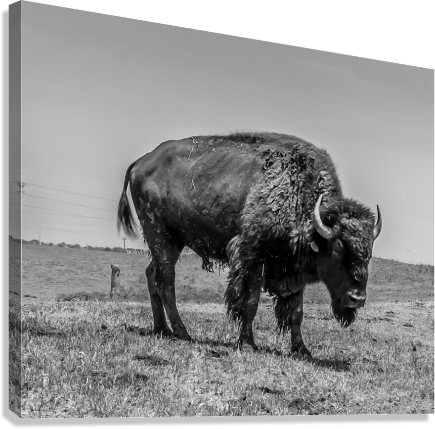 Lone Bison  Canvas Print
