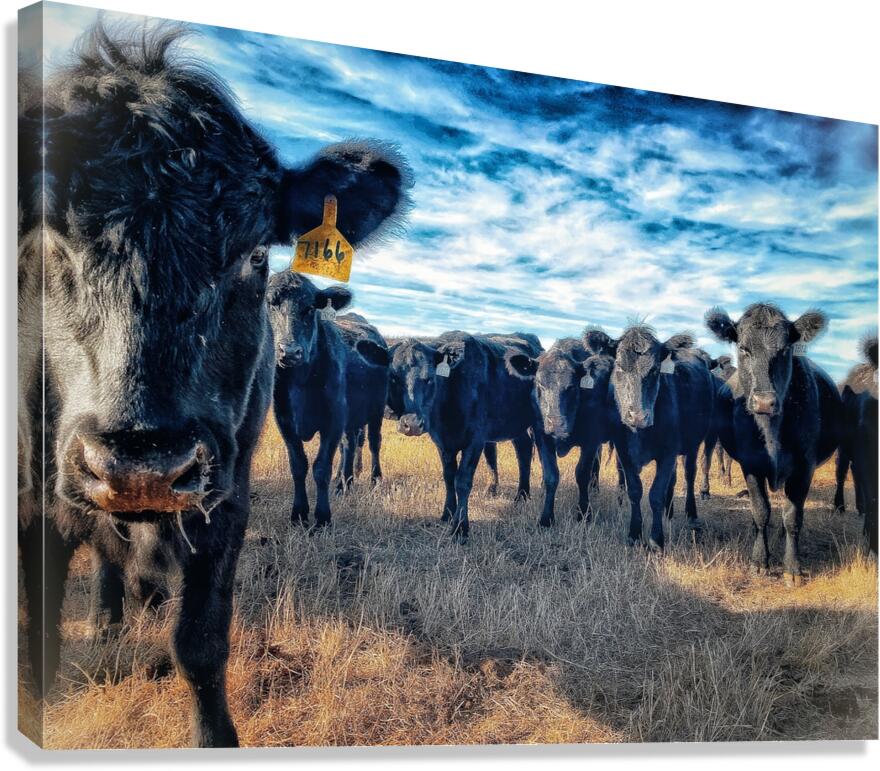 Curious Angus Canvas Print