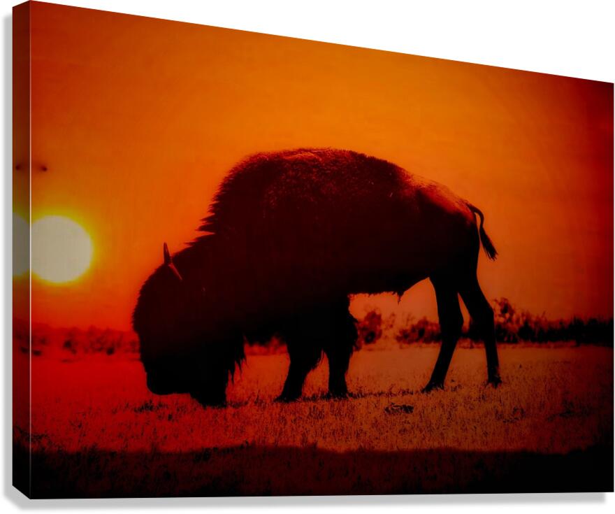 Orange Bison Sunset Canvas Print
