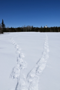 Snowshoe tracks in a field in winter