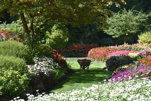 The garden in summer