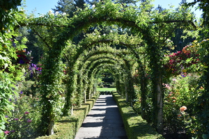 A garden path