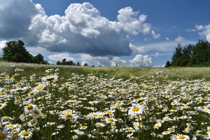 A daisy field under a summer sky