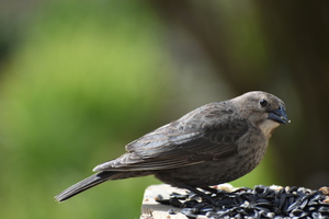 A bird at the feeder