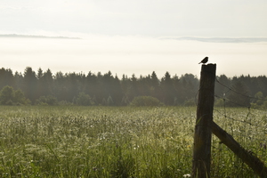 A fog at sunrise