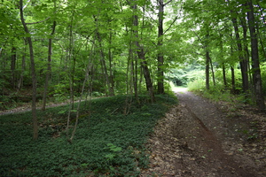 A trail in summer