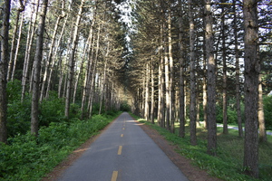 The bike path in summer
