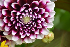 A flower in the garden in autumn