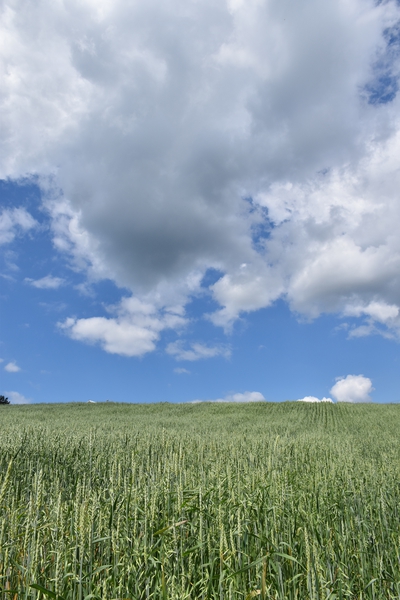 An oat field in summer by Laprise