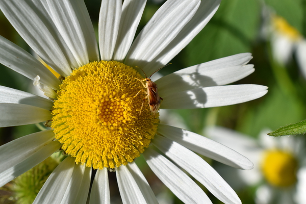 A daisy flower in the garden by Laprise