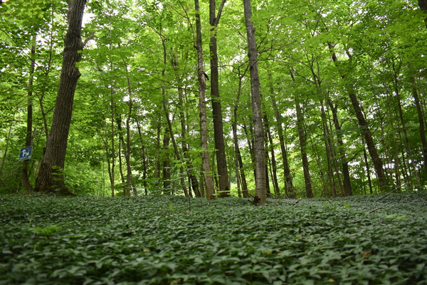 A trail in a deciduous forest by Laprise