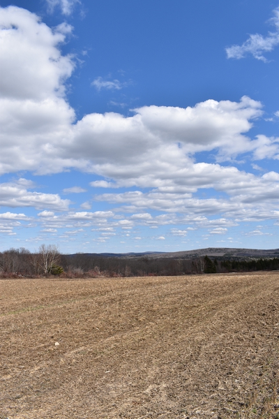A field in spring Print