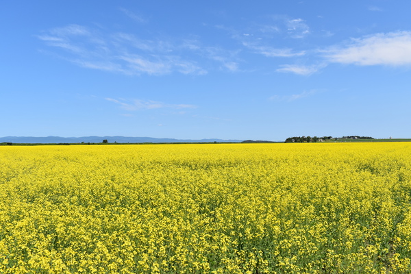 A field in bloom in spring by Laprise
