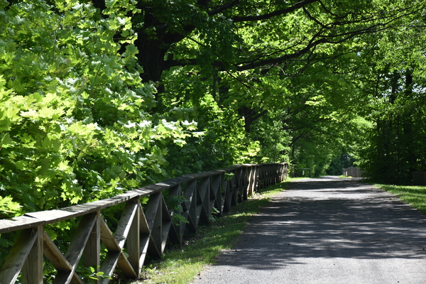 A garden path in summer by Laprise
