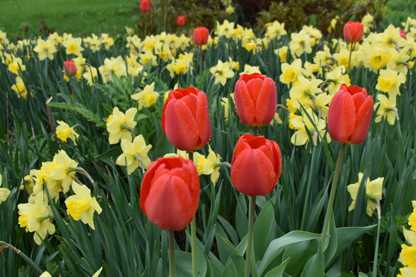 The first flowers in spring by Laprise