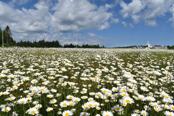 A flowering field under a cloudy sky by Laprise
