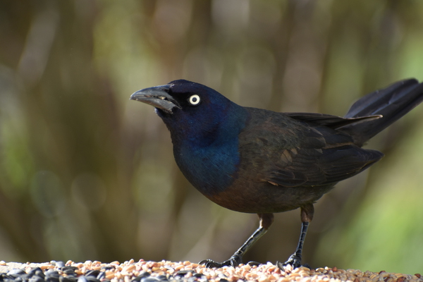 A menate at the feeder by Laprise
