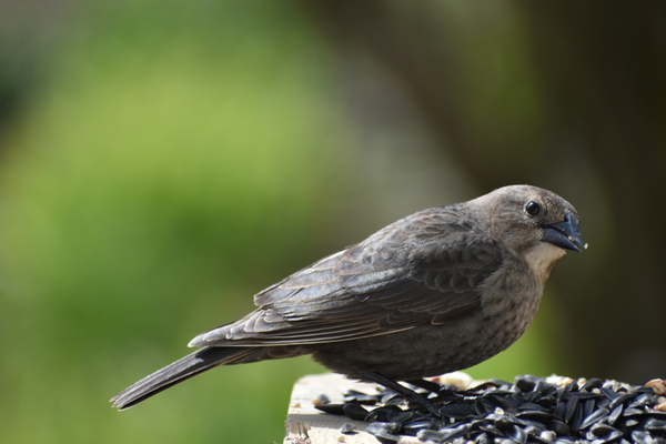 A bird at the feeder by Laprise