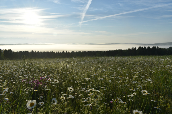A field in bloom on a summer morning by Laprise