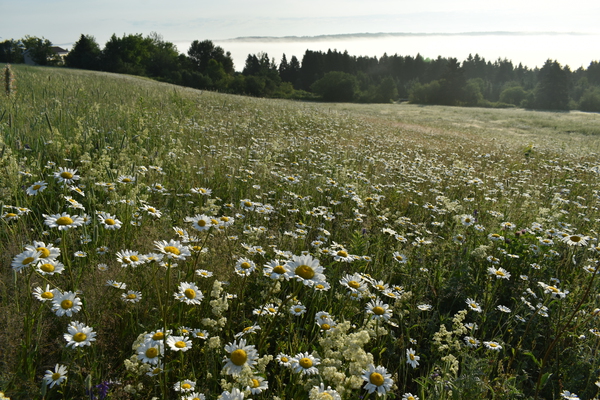 A field in bloom on a summer morning by Laprise