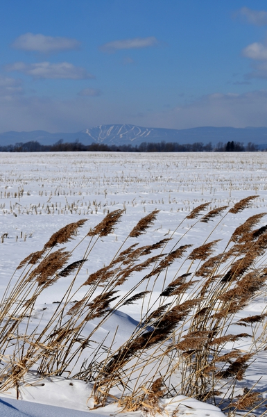 A field in winter Print