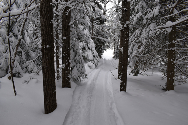 A snowmobile trail crosses the forest by Laprise