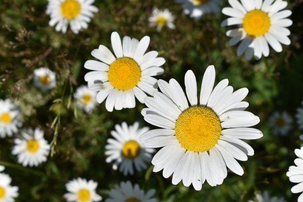 A daisy field Print