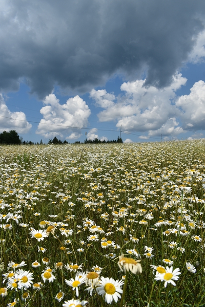 A field in bloom under a summer sky by Laprise