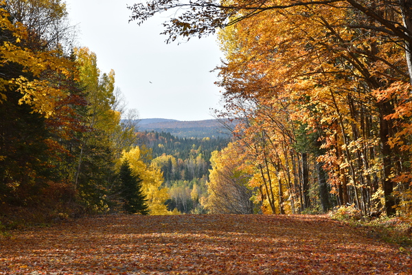 A country road in autumn by Laprise