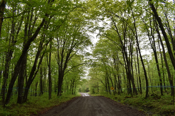A deciduous forest in summer by Laprise