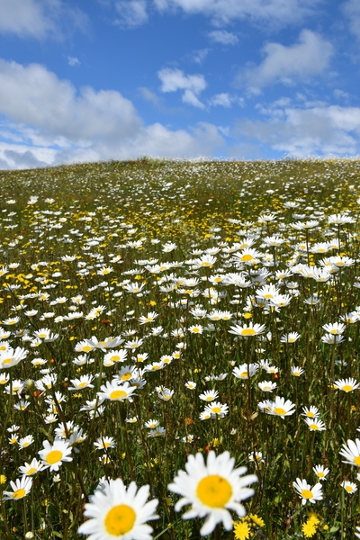 A field in bloom Print
