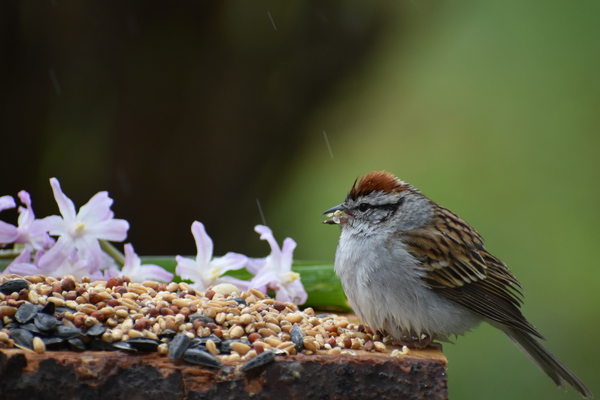 A sparrow at the feeder by Laprise