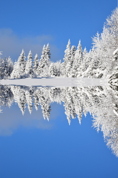 First snow on the forest by Laprise