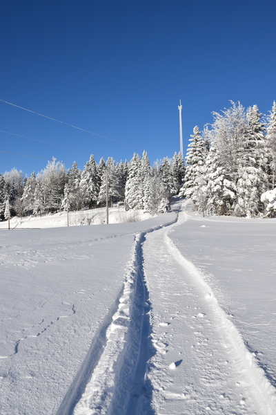 A snowy forest under a blue sky by Laprise