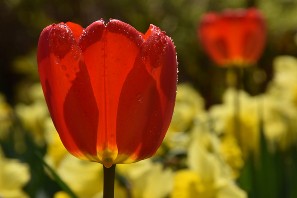 The first tulips in the garden by Laprise