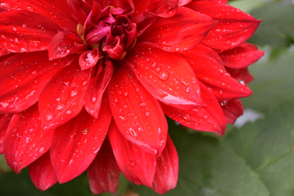 A flower from Guys garden by Laprise