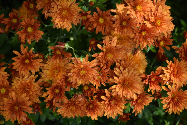 Chrysanthemum flowers in the garden in autumn by Laprise