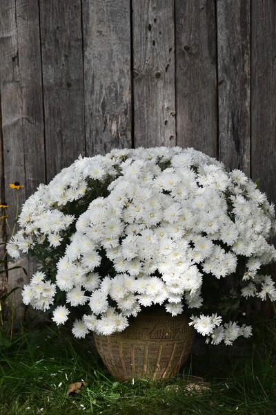 A white flower pot in the garden by Laprise