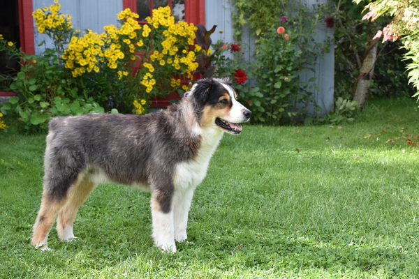 An Australian shepherd dog in the garden by Laprise