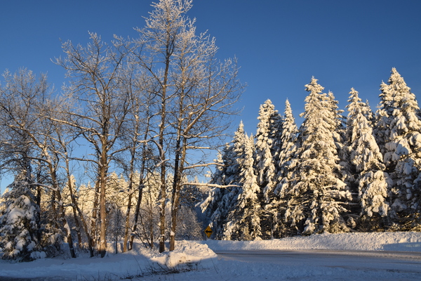 A frosty forest in winter by Laprise